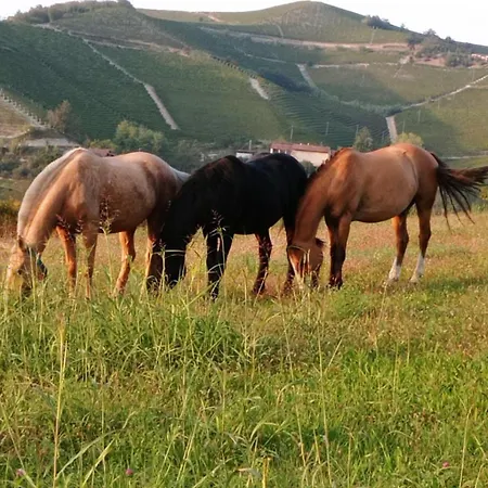 La Casa Dei Masue' منزل ريفي ألبا