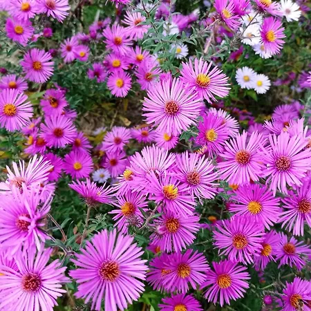 منزل ريفي La Casa Dei Masue' *