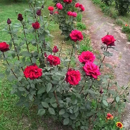 La Casa Dei Masue' *