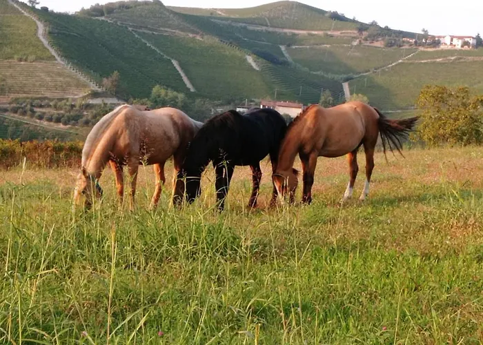 La Casa Dei Masue' Casa rural Alba (Piedmont)